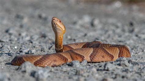 Copperhead Snake Bites Are Increasing—How to Protect Yourself