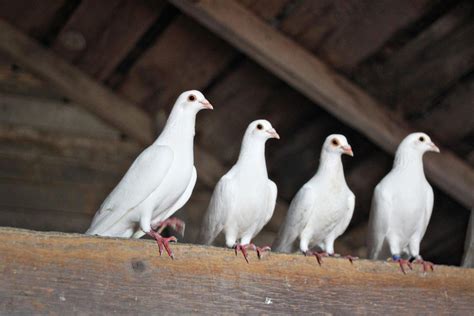 How To Raise Homing Pigeons