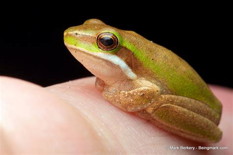 Frogs … | Nature's Place