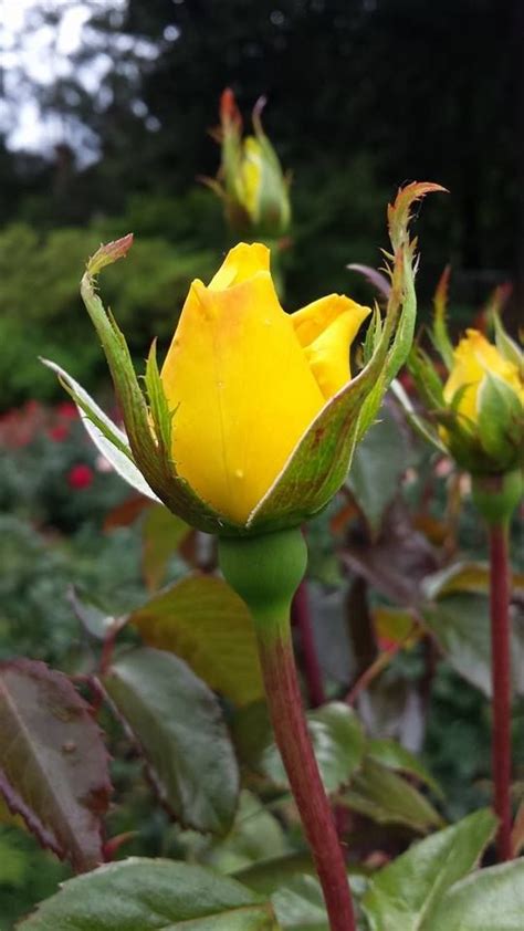 Rose bud by Lidia Hu | Yellow roses, Amazing flowers, Exotic flowers