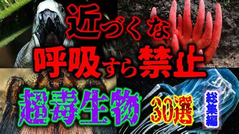 触れると終わり、呼吸すら禁止身近にもいる究極の毒生物 30選 毒ヘビtop10 危険生物【リライト総集編 ゆっくり解説】【睡眠用・作業用】【閲覧注意・注意喚起】 Youtube