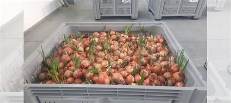 Лук репчатый на переработку или перо купить в Невинномысске | Товары ...