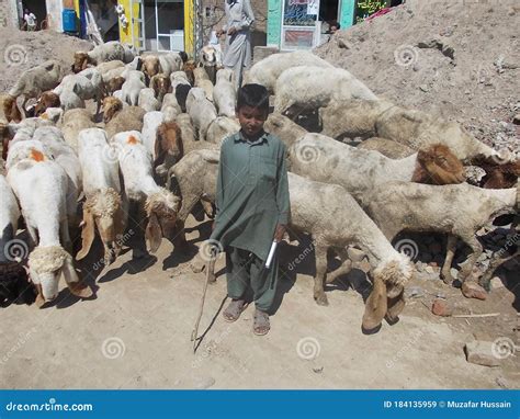 Shepherd In Village Of Pakistan With Flock Fold Of Goats Editorial