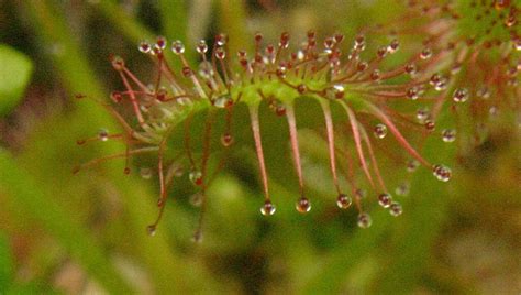 Round Leaved Sundew From About Miles Northwest Of Beacon Rock St