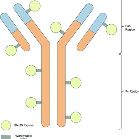 D Representation Of Sacituzumab Govitecan With Attached Sn