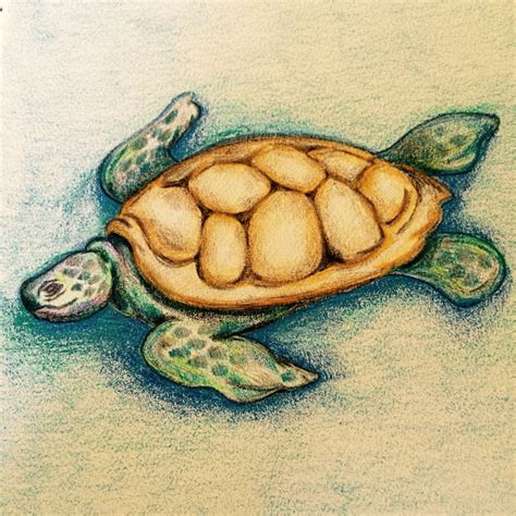 Pencil Drawing Of Turtle By Michelle Clout Pencil Drawings Drawings