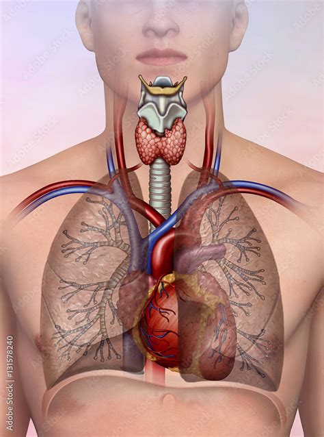 Sistema Cardiovascular Y Respiratorio Humano Stock Illustration Adobe