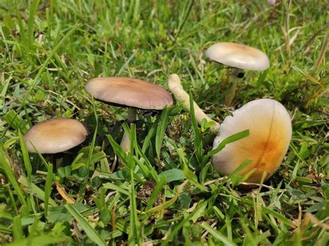 The Complete Guide to Psilocybe Cubensis