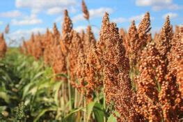 How To Grow Sorghum From Seed How To Farming