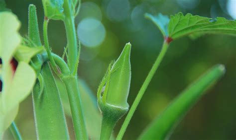 Organic Okra Farming Bhindilady Finger Cultivation Agri Farming