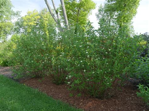 Arctic Fire® Red Osier Dogwood Cornus Stolonifera Proven Winners