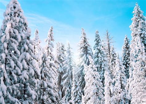 Fondos De Pantalla Pinos Cubiertos De Nieve Bajo Un Cielo Azul Durante