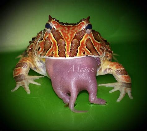 Purple Pacman Frog