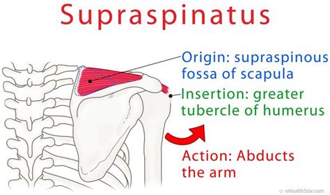 17 Best images about Anatomy on Pinterest | Ulnar nerve, Muscle and ...