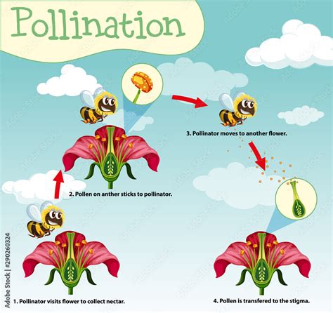 Diagram Showing Pollination With Bee And Flowers Stock Vector Adobe Stock