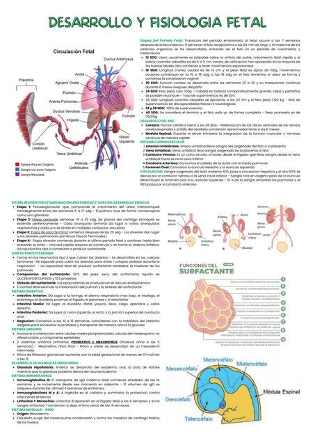 Desarrollo Y Fisiologia Fetal Snoopymed Udocz