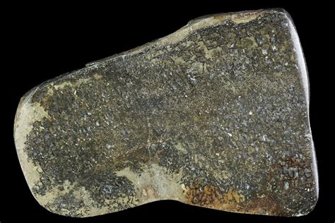 265 Polished Iguanodon Bone Slab Isle Of Wight For Sale 96010