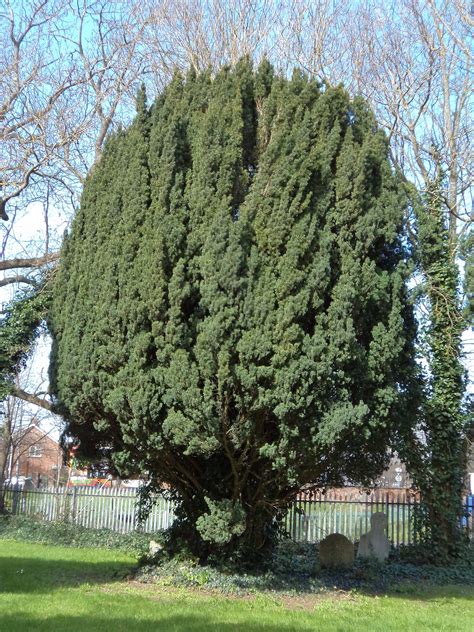 Y Is For Yew The Yew Tree Taxus Baccata Is Often By Cccu The Christ Church Heritage A To