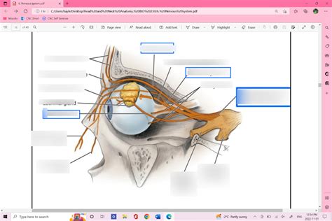 Nervous System Ophthalmic Diagram Quizlet