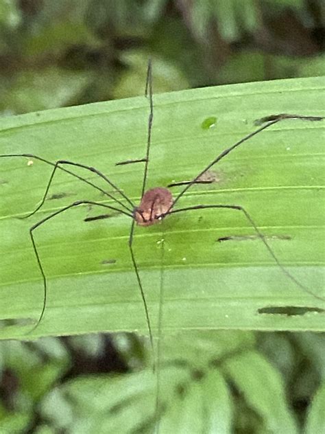 Leiobunum From Carara National Park Garabito Puntarenas CR On June