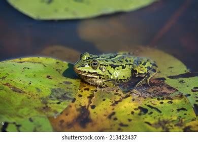 Male Bullfrog Floats Between Water Lily Stock Photo 1510419653