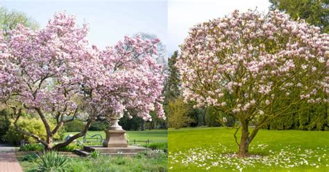 10 Most Popular Types Of Magnolia Trees Magnolia Tree Removal