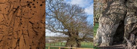 Bowthorpe Oak Visit Lincolnshire