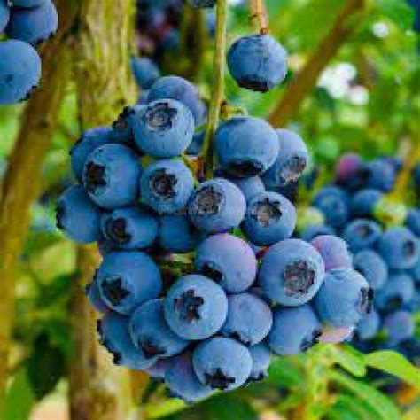 Blue Berry Grafting Fruit Plant