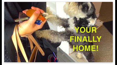 Schnauzer Puppy Flips Out In The Funniest Way When Owners Come Home