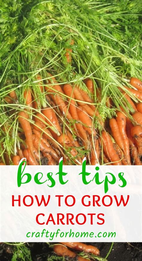 Best Tips For Growing Carrots Growing Carrots How To Plant