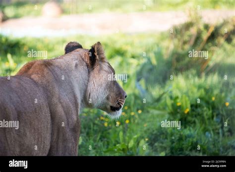 Lions At 5 Sisters Zoo West Lothian Stock Photo Alamy