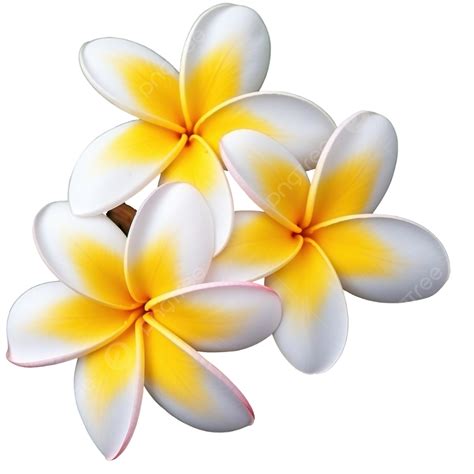 Hermosa Flor De Frangipani Png Dibujos Flor Tropical Naturaleza Png Imagen Para Descarga