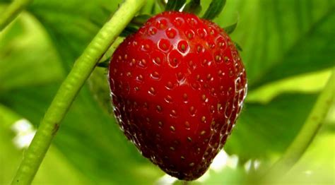 Mengenal Buah Strawberry Kandungan Dan Manfaatnya Bagi Kesehatan