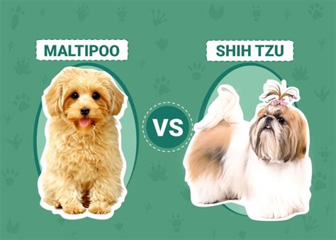 Maltipoo Vs Shih Tzu The Differences With Pictures Dogster