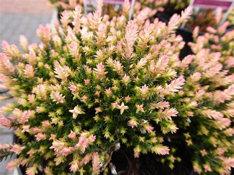 Calluna Vulgaris Hammondii Rubrifolia 1 Litre Pot