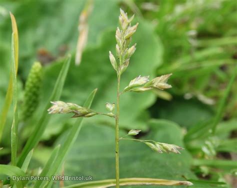 Annual Meadow Grass Poa Annua Species Wildbristol Uk