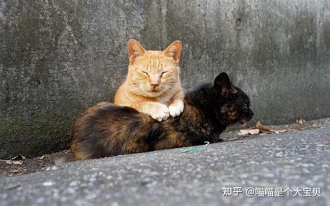 公猫和母猫是怎么交配的养猫多年的你未必知道 知乎