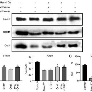 Combined Effects Of Resveratrol And Irradiation Treatment On Orai And