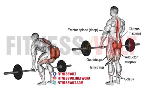 Barbell Deadlift Exercise Guide How To Benefits And Muscles Worked