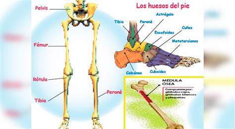 Extremidades Inferiores Del Cuerpo Humano Anatomia Linkedin Profile