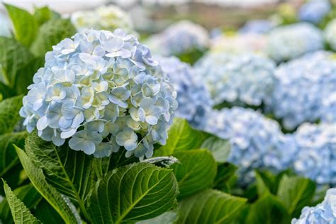 Cuidados de la hortensia LA GUÍA MÁS COMPLETA