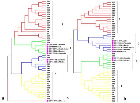 Molecular Phylogenetic Tree Of Salmonella Enterica Sub Sp Enterica