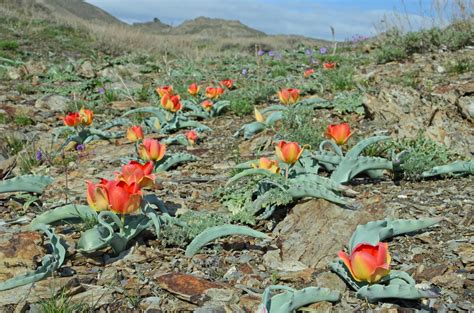 Tulipa alberti - Изображение особи - Плантариум