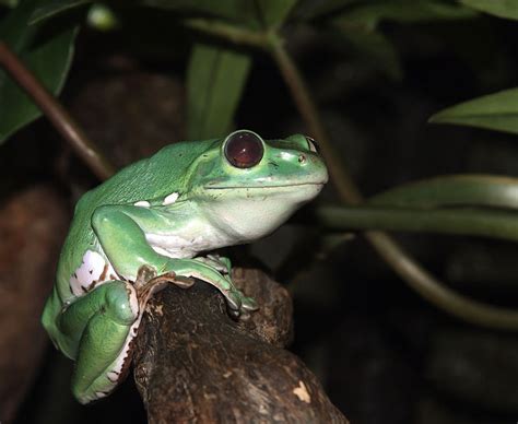 Chinese Gliding Frog - Natural History on the Net