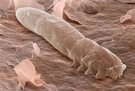 Demodex Nużeniec Biobalance