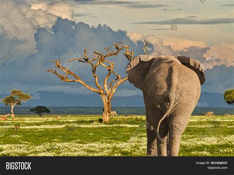 Elephants Mount Image And Photo Free Trial Bigstock