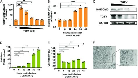 TGEV Infection Activates GSDMD Expression And Induces Pyroptosis A