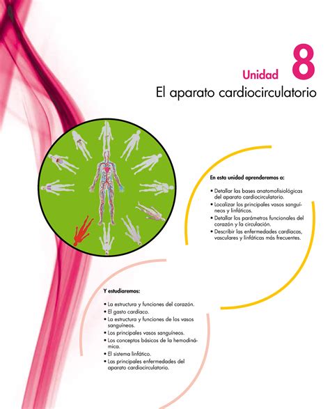 Aparato Cardiocirculatorio Localizar los principales vasos sanguí