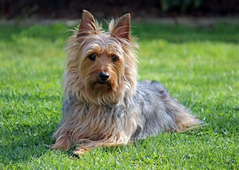 Australian Silky Terrier Breed Guide Learn About The Australian Silky
