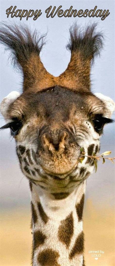 Happy Wednesday Giraffe